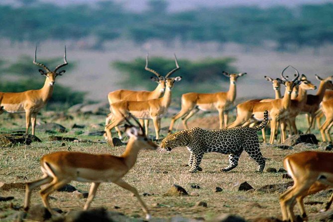 9 Days / 8 Nights Join group Safari - Day 8: Mto wa Mbu and an Itinerary Detail to Confirm