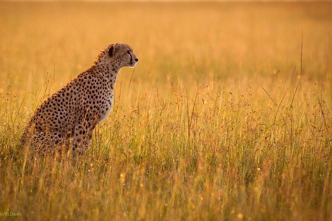 9 Days / 8 Nights Join group Safari - Camping, Meals, and the $2,372.31 Cost