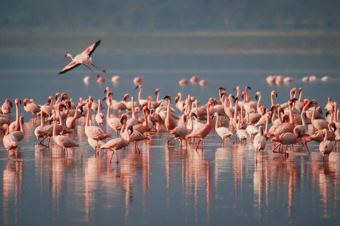 9 Days / 8 Nights Join group Safari - Day 2: Forest, Rift Valley Views, and Lake Manyara