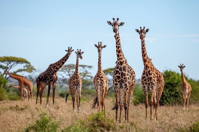 9 Days 8 Nights Walking Safari - Day 1: A practical start at Springlands Hotel, Moshi