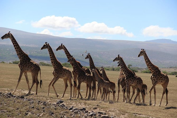 9-Days High End Road and Air Kenya Safari - Key points at a glance