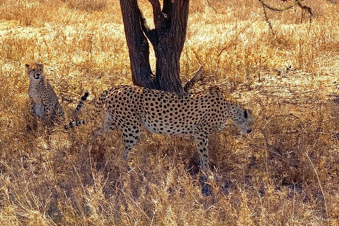 9-Days High End Road and Air Kenya Safari - A full Amboseli day for elephants and open plains