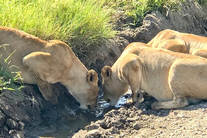 9-Days High End Road and Air Kenya Safari - Two Mara days with dawn drives and a bush breakfast