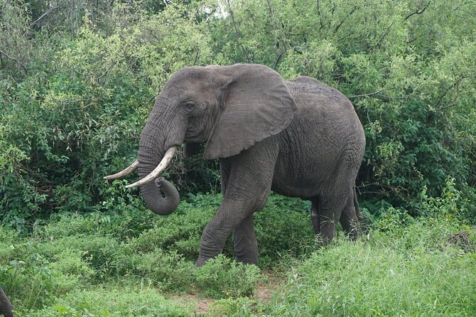 9-Days High End Road and Air Kenya Safari - Ol Pejeta, Thomson Falls, and chimpanzee care