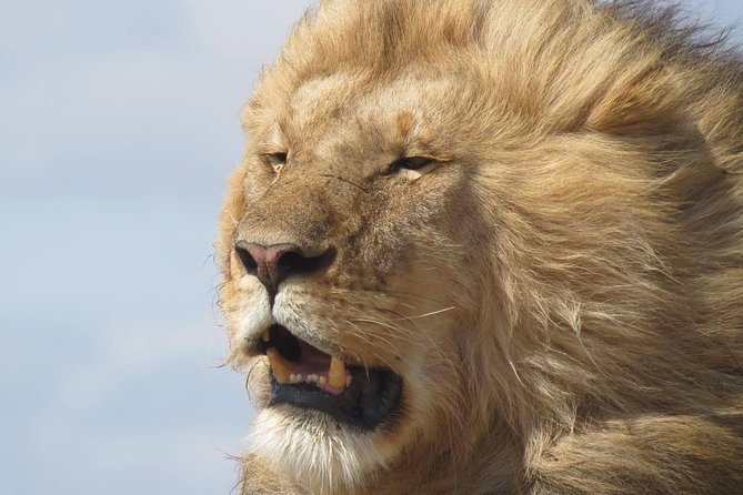 9 Days Safari To See Great Migration Crossing - What makes this safari worth considering