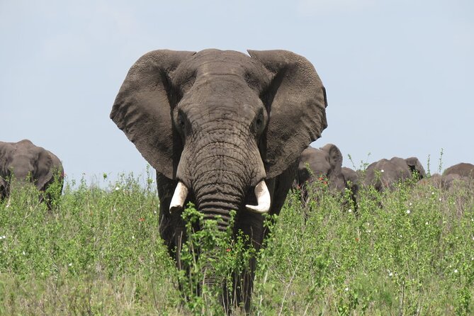9 Days Safari To See Great Migration Crossing - The overall route: varied parks, long driving days