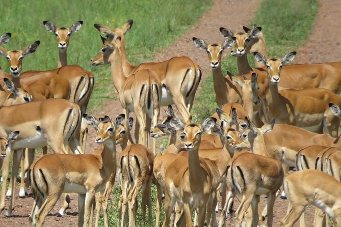 9 Days Safari To See Great Migration Crossing - Day 3: Lake Manyara combines forest, birds, and water