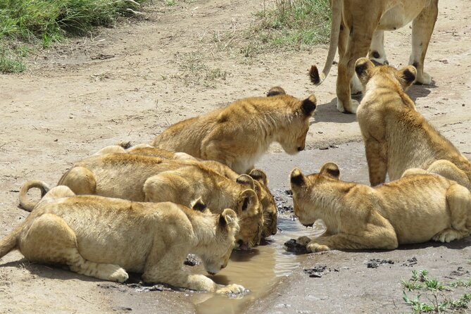 9 Days Safari To See Great Migration Crossing - Day 5: A full Serengeti day gives you time to search