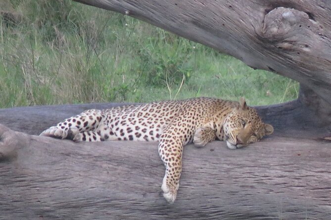 9 Days Safari To See Great Migration Crossing - Day 6: Lobo adds a northern Serengeti focus