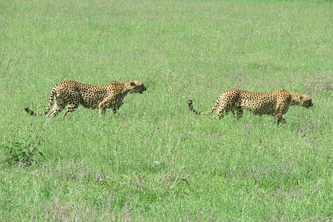 9 Days Safari To See Great Migration Crossing - Day 7: Following the herds is exciting, but crossings are uncertain