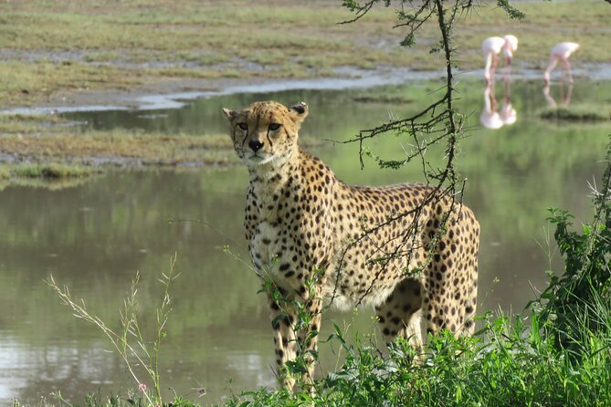 9 Days Safari To See Great Migration Crossing - Day 1: Arusha National Park starts the safari gently