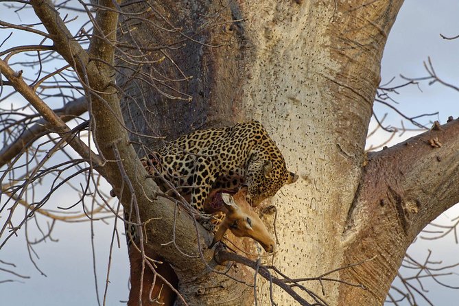 9 Days Tarangire, Serengeti, Ngorongoro Crater & Manyara Camping Safari Tour - Key points at a glance