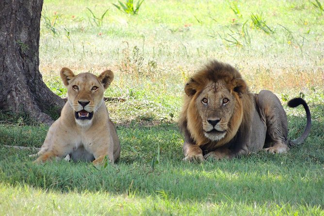 9 Days Tarangire, Serengeti, Ngorongoro Crater & Manyara Camping Safari Tour - Three nights in the Serengeti are the real prize