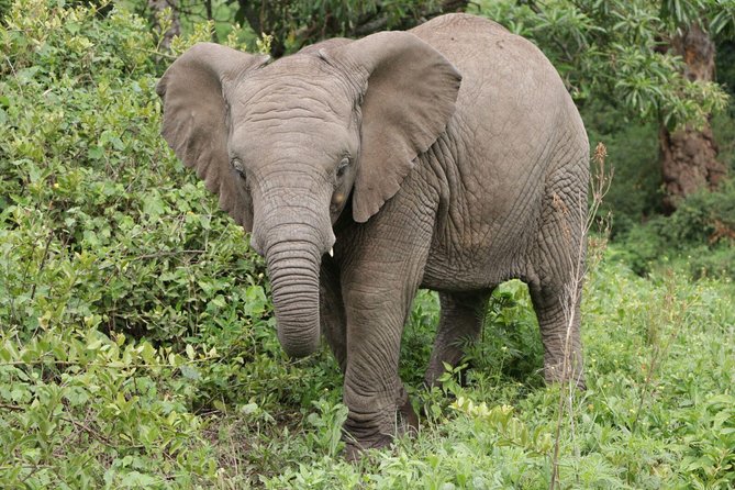9 Days Tarangire, Serengeti, Ngorongoro Crater & Manyara Camping Safari Tour - Camping changes the comfort level
