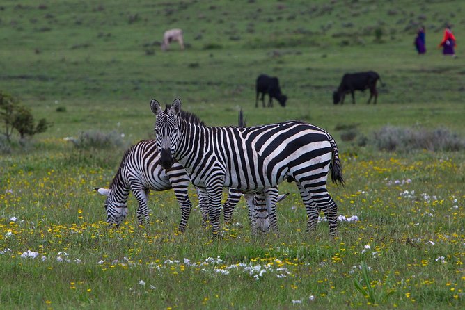 9 Days Tarangire, Serengeti, Ngorongoro Crater & Manyara Camping Safari Tour - Tarangire brings a strong opening day