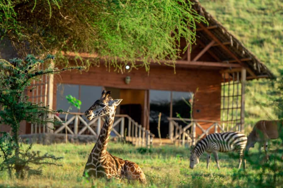 A DAY AT SERVAL WILDLIFE - Five things to know before you go