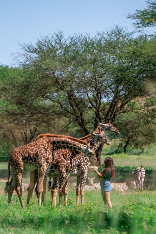 A DAY AT SERVAL WILDLIFE - Meeting lions, servals, giraffes, and zebras