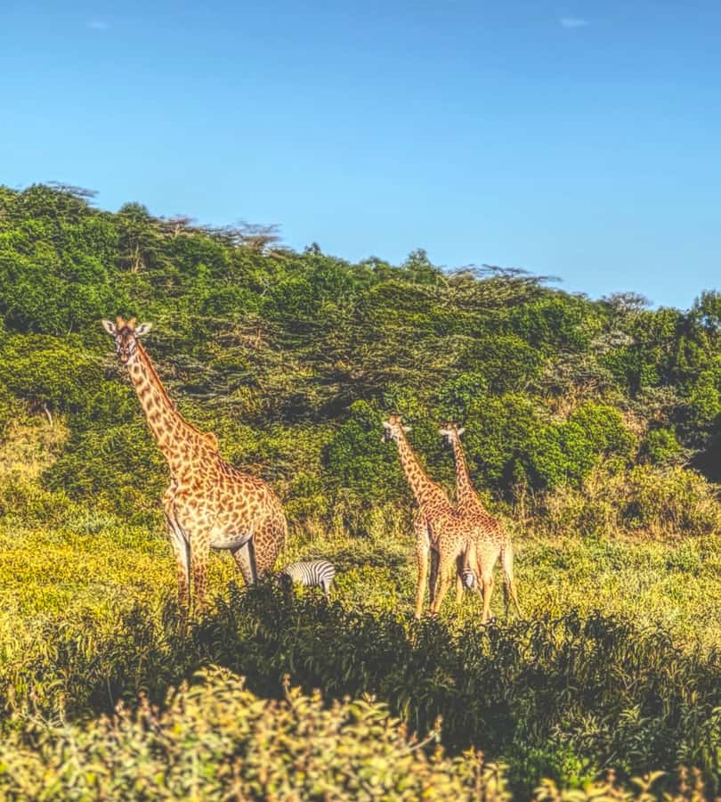 A Day in Arusha National Park - Single-Day Trip - Morning game drive among lakes and wildlife