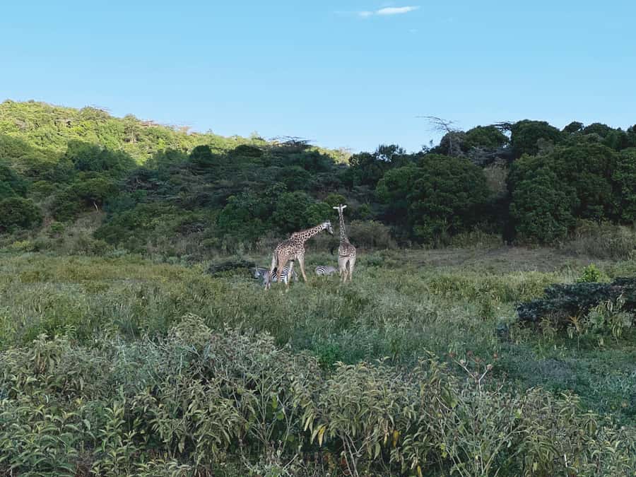 A Day in Arusha National Park - Single-Day Trip - Afternoon sightseeing and a second game drive