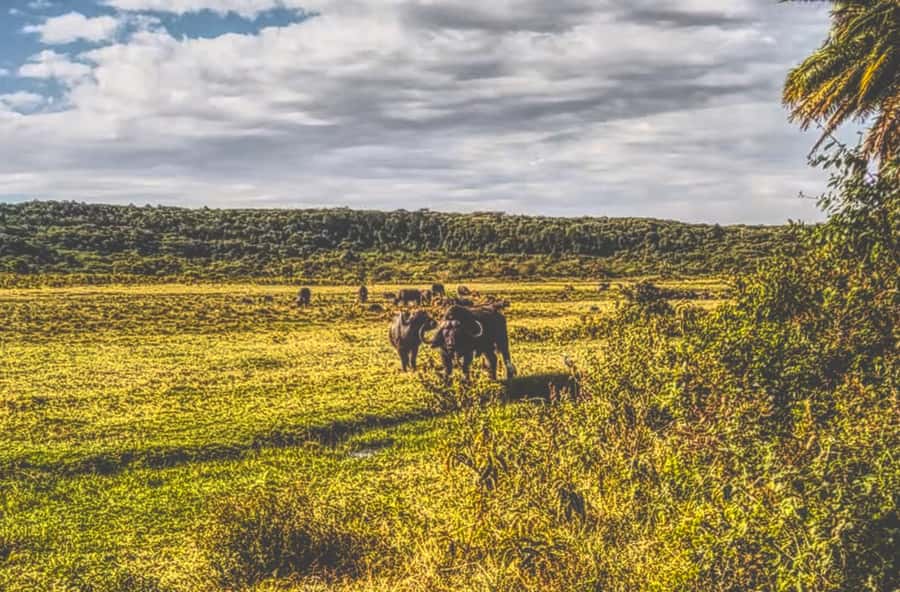 A Day in Arusha National Park - Single-Day Trip - Mount Meru provides the closing view
