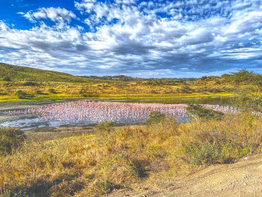 A Day in Arusha National Park - Single-Day Trip - What the $308 price really buys
