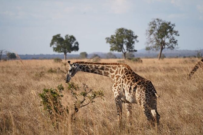 A Day Trip To Mikumi fly from Zanzibar - The Morning Game Drive: Big Animals and Open Country