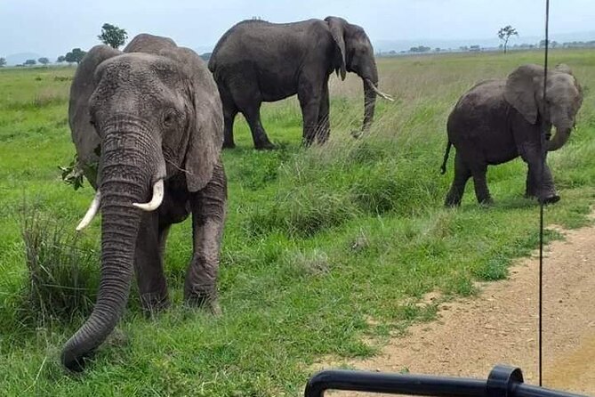 A Day Trip To Mikumi fly from Zanzibar - The Afternoon Drive Until 4:00 p.m.