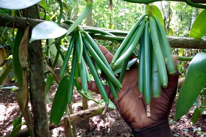 A Private Full Day Tour To Stone Town & Spice Farm - Who Will Get the Most From This Tour