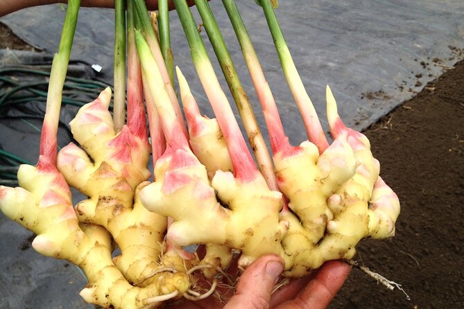 A Private Full Day Tour To Stone Town & Spice Farm - Practical Value at $90 Per Person