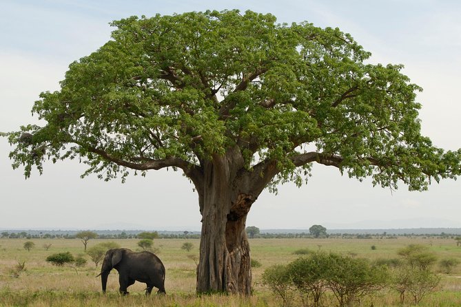 A Visit to The Giants in Tarangire NP. - Why Tarangire makes a strong first safari day