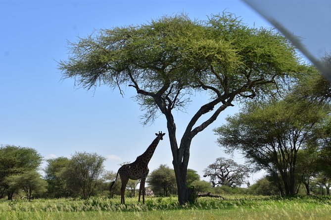 A Visit to The Giants in Tarangire NP. - Watching elephants search the dry riverbeds