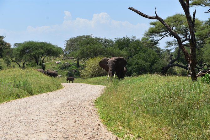 A Visit to The Giants in Tarangire NP. - The chance of predators and the Big Five