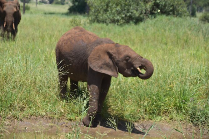 A Visit to The Giants in Tarangire NP. - Picnic lunch during a long game drive
