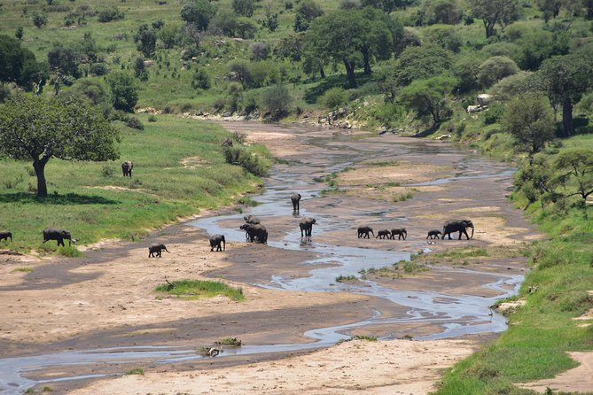 A Visit to The Giants in Tarangire NP. - What the $365 price really covers