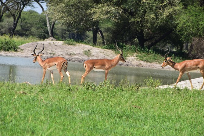 A Visit to The Giants in Tarangire NP. - Leaving Arusha at 7:00 a.m.