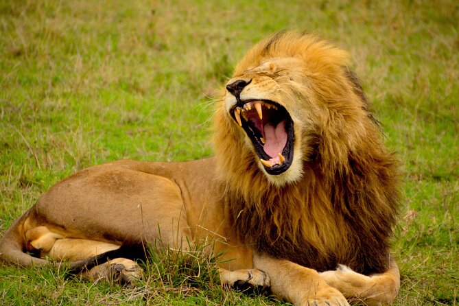 Affordable 1 Day Tanzania Budget Group Join Safari to Tarangire - Key points to know before booking