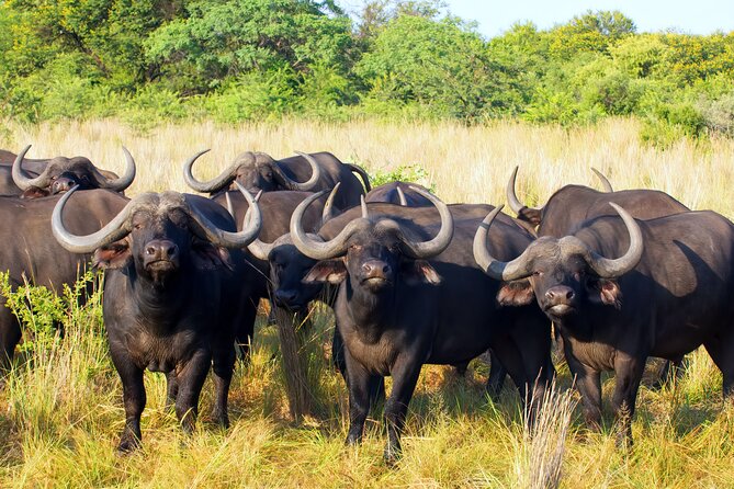 Affordable 1 Day Tanzania Budget Group Join Safari to Tarangire - Eight hours inside Tarangire National Park