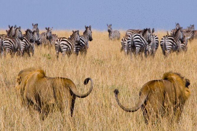 Affordable 3-Day Safari to Serengeti & Ngorongoro Crater - What $780 buys you in Tanzania