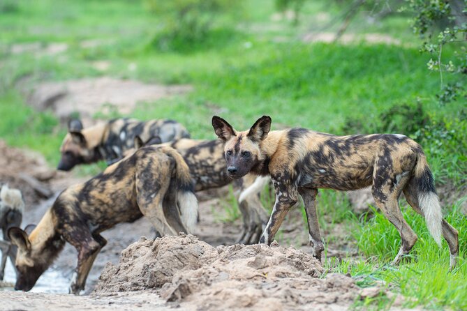 Affordable 3-Day Safari to Serengeti & Ngorongoro Crater - A closer look at Serengeti wildlife