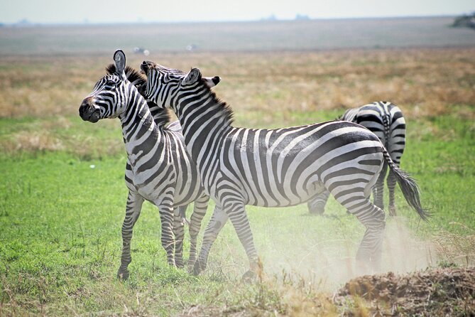 Affordable 4 Days Tanzania Private Mid-range Lodge Safari Tour - Day Four: Ngorongoro Crater and the Return to Arusha