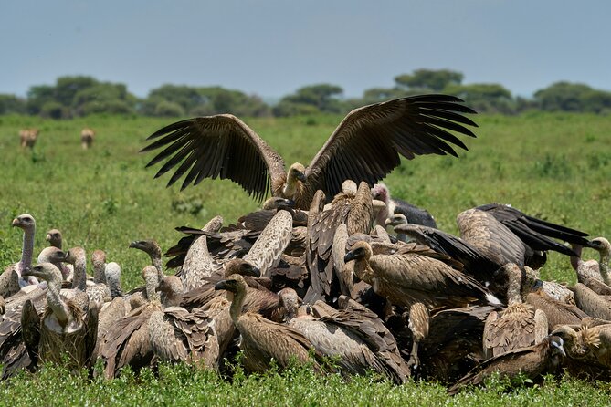 Affordable 4 Days Tanzania Private Mid-range Lodge Safari Tour - What the $1,781 Price Really Covers