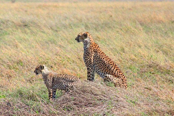 Affordable 4 Days Tanzania Private Mid-range Lodge Safari Tour - Meals, Accommodation, and Comfort