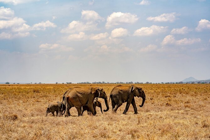 Affordable 4 Days Tanzania Private Mid-range Lodge Safari Tour - The Guide and Private Vehicle Matter Most