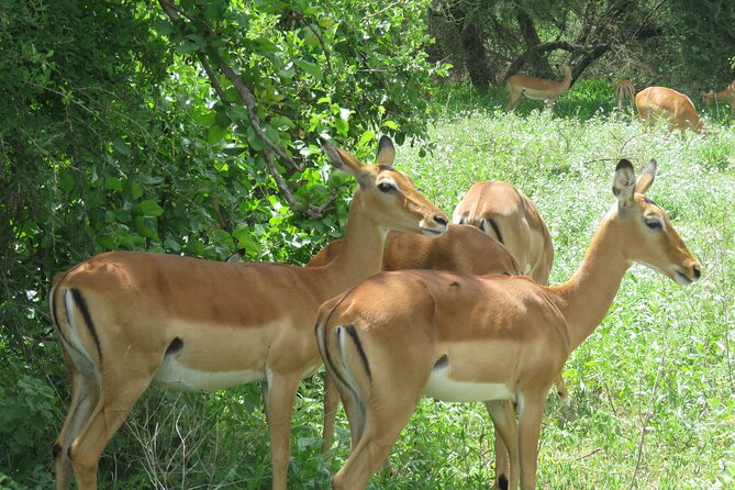 Affordable 5 days Tanzania budget camping safari (group joining) - What $1,610 buys you in northern Tanzania