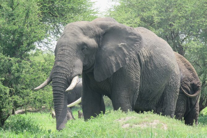 Affordable 5 days Tanzania budget camping safari (group joining) - Day 2: Reaching the Serengeti plains
