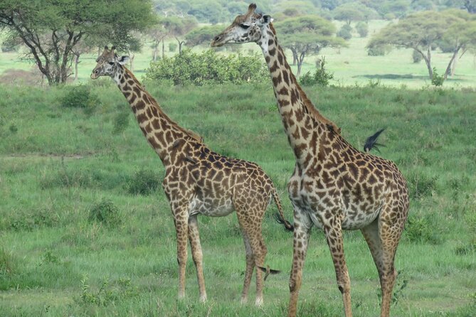 Affordable 5 days Tanzania budget camping safari (group joining) - Day 5: Lake Manyara and the return to Arusha