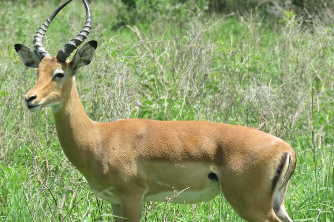 Affordable 5 days Tanzania budget camping safari (group joining) - Food, water, transport, and camping