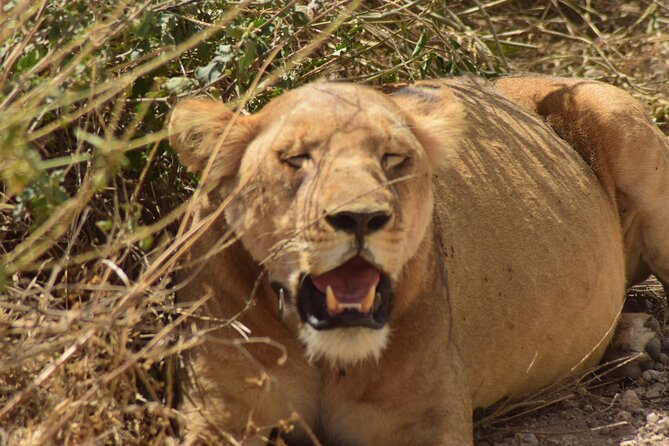 Amazing 4 Days Tanzania Budget Camping Group Joining Safari - Day 3: A full Serengeti game-viewing day