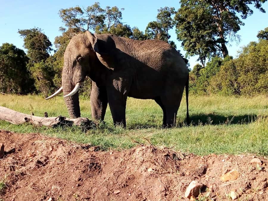 Arusha: 2-Day Luxury Serengeti Safari - Day 1: Packed lunch and the first Serengeti game drive