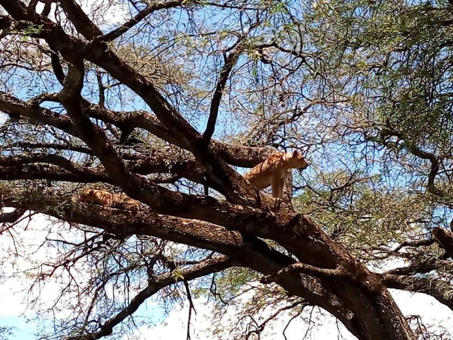 Arusha: 2-Day Luxury Serengeti Safari - Why the small group and guide matter